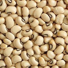 Brown Eye Bean10 42