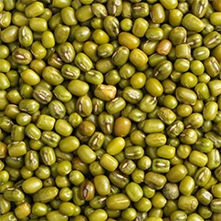 Green Mung10 41