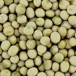 Green Peas10 59
