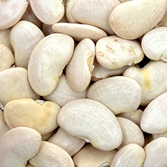 Lima Bean10 49