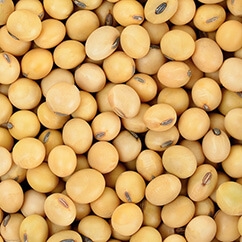 Soyabean10 18
