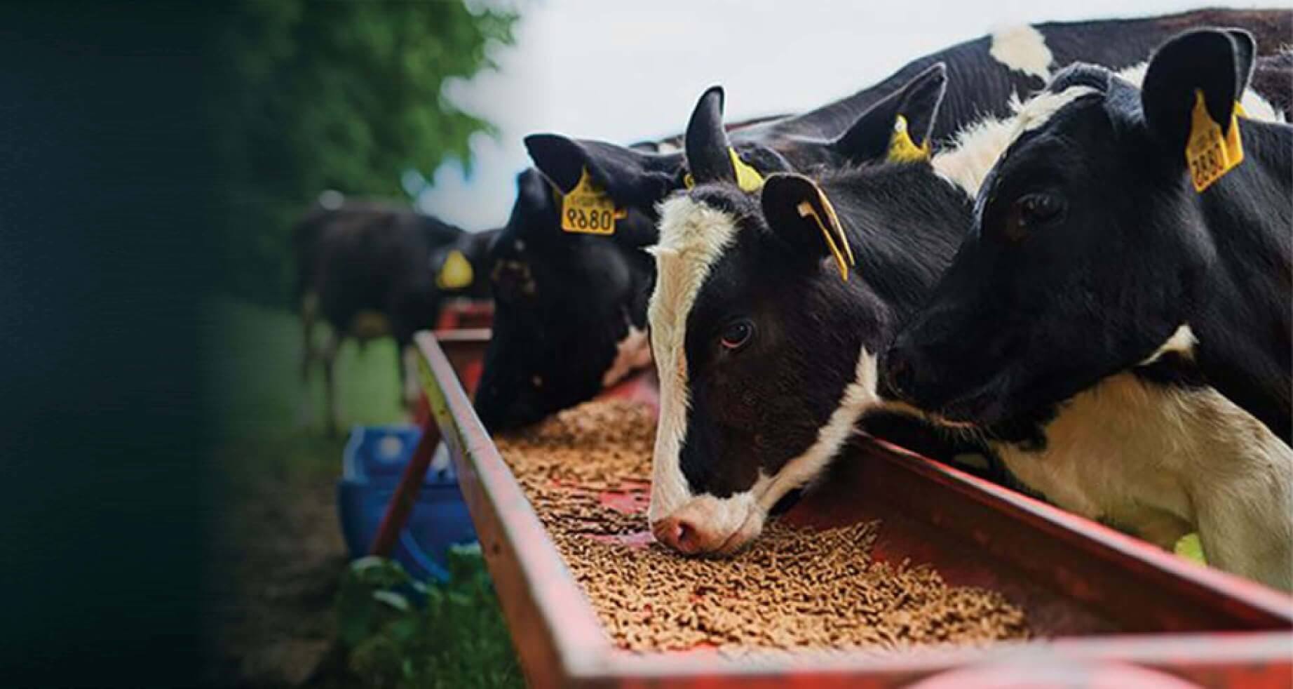 cattle feed