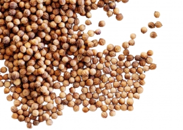 coriander 1